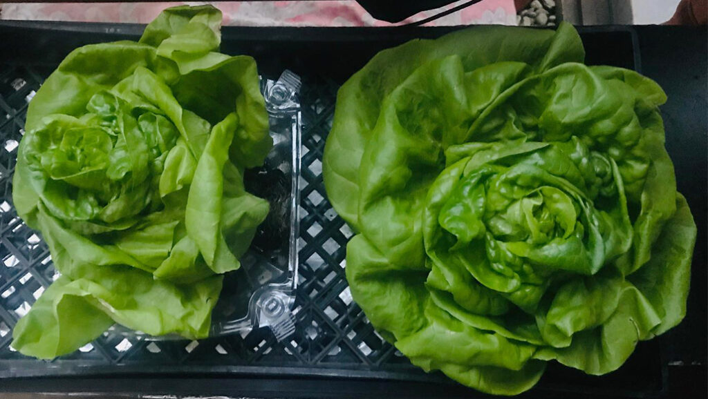 Two heads of butter lettuce — one was fertilized with Mineral MAX AG and is larger and greener. The one that didn't receive Mineral MAX AG is smaller and not as green.
