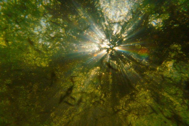 Blue Green Algae blooming in Klamath Lake