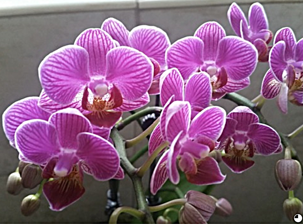 Photo of a thriving orchid that was fertilized with WOWGROW Blue Green Algae Fertilizer