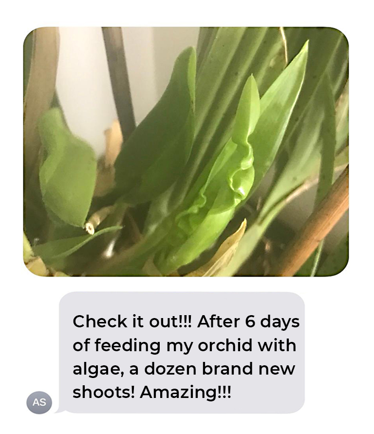 Orchid shoots image and text message stating that this orchid plant grew a dozen shoots within 6 days of being fed WOWGROW!