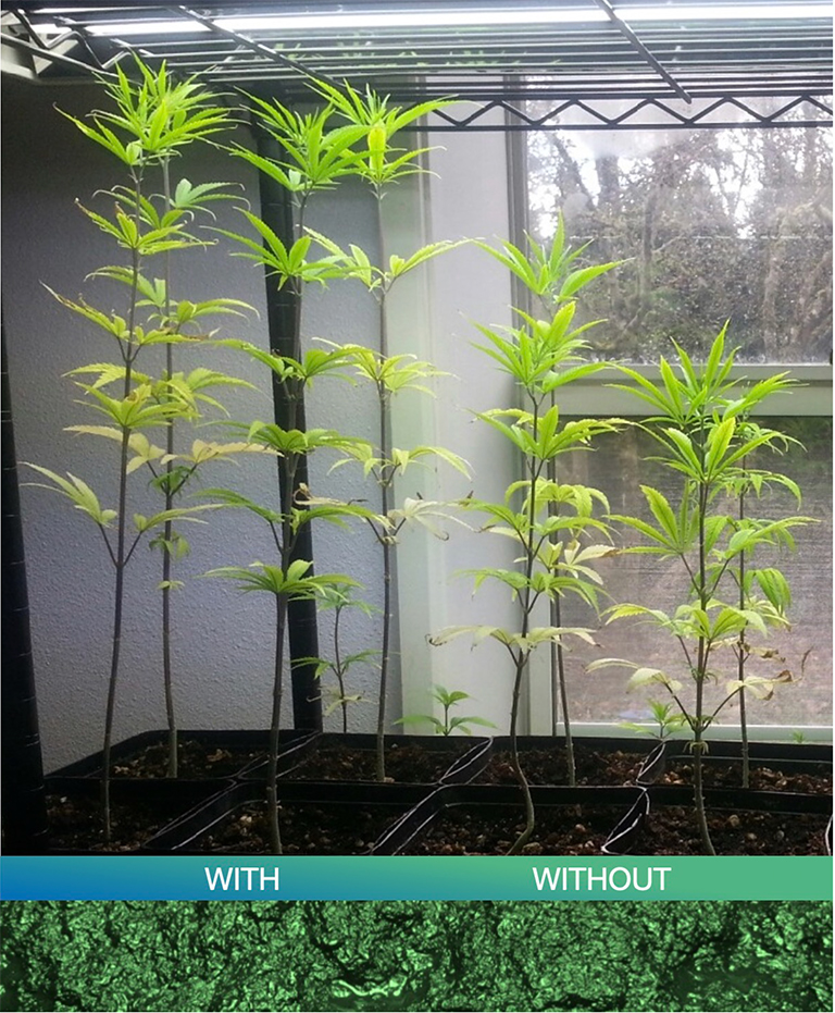 Visual comparison of the differences between cannabis plants that were and were not given Mineral Max. The plants that were fed Mineral Max are significantly bigger.