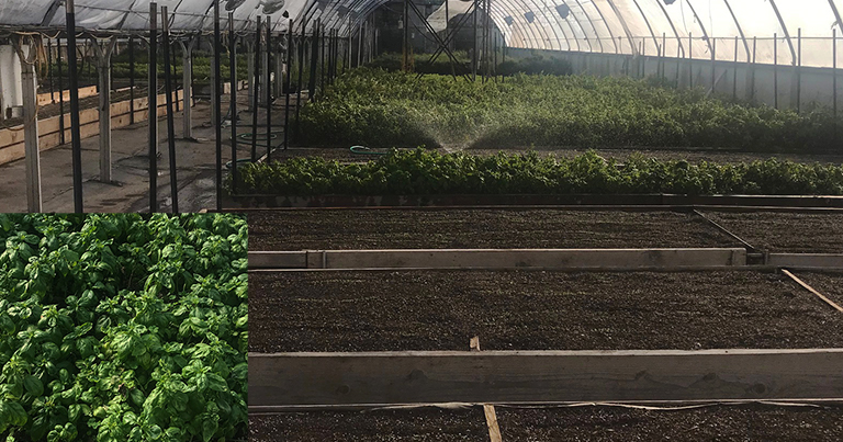 Large greenhouse with dozens of beds containing basil plants in various stages of growth