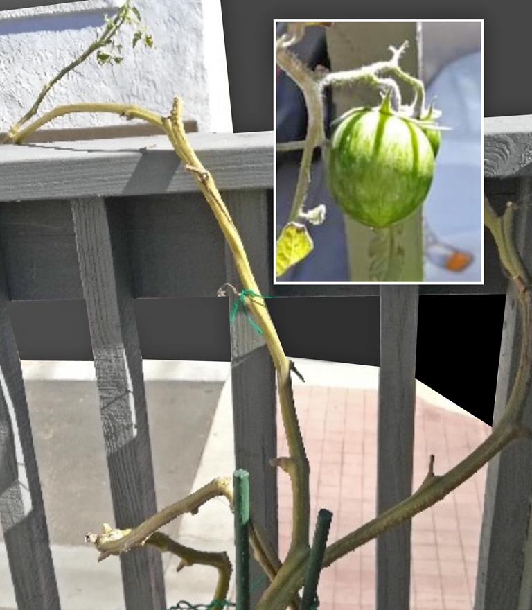 "Frankenstein" tomato plant and the tomato that it produced in its second year!