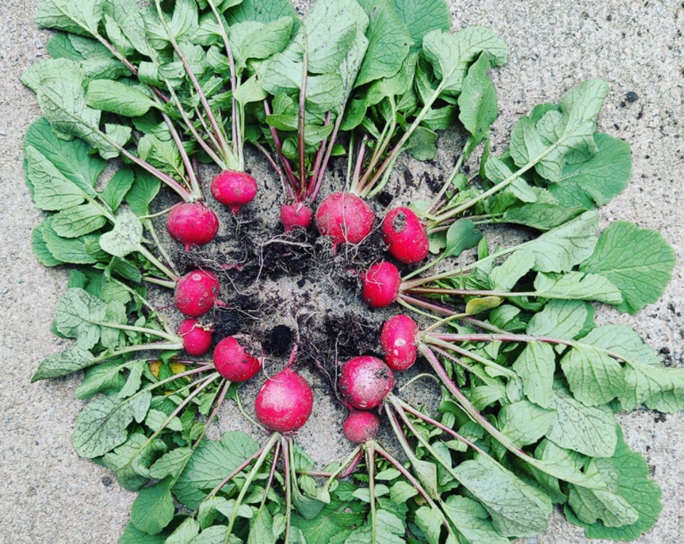 A bunch of radishes from Connie's garden.