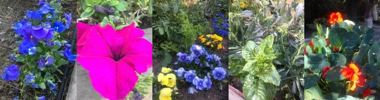 Pansies and kale, arugula, and chard from Nancy's garden.