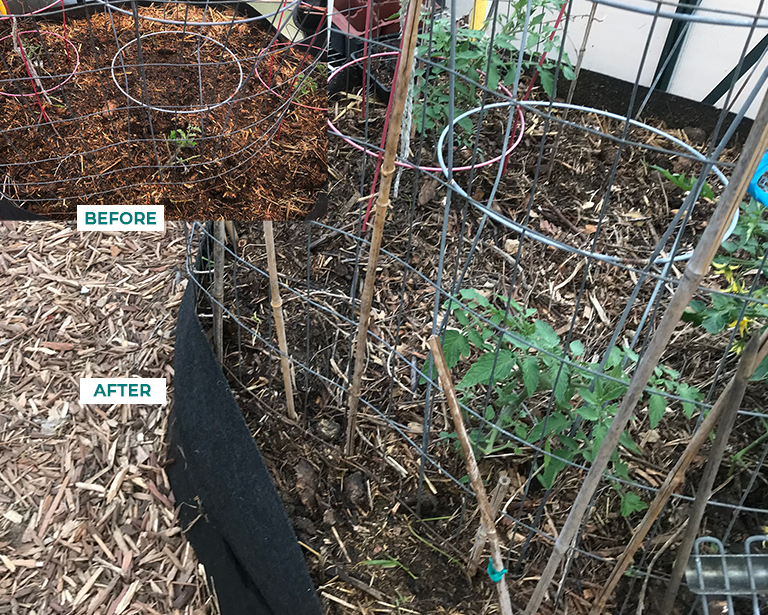 Image of tomato plants before WOWGROWAlgae and after WOWGROWAlgae application. 