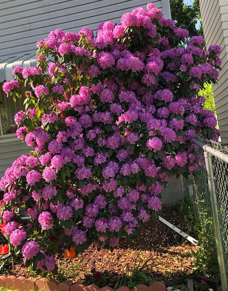 Rhododendron bush with many blooms!