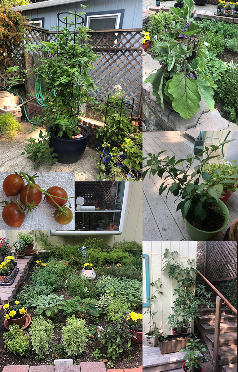 4 photos in a collage showing flowers and vegetables in a home garden. A fifth inset photo shows a close up of a chocolate tomato.