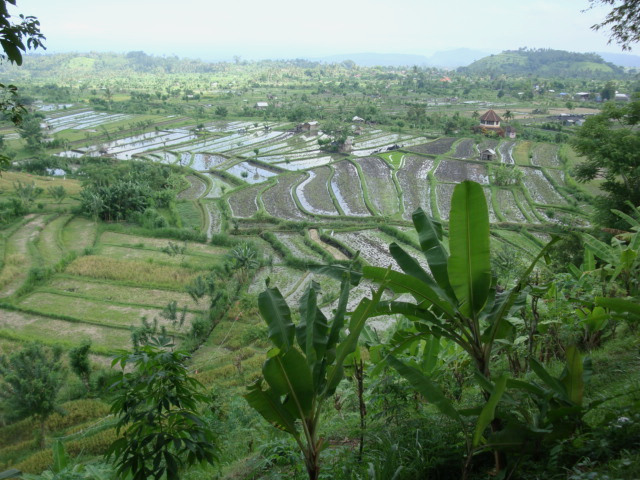 Teraced rice fields in Bali