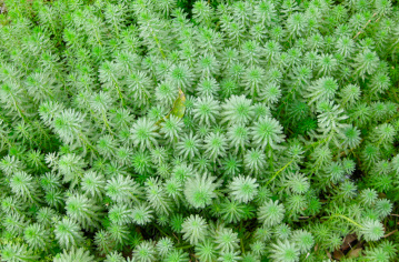 A green swath of growing Azolla ferns