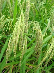 Close-up view of maturing red rice plants