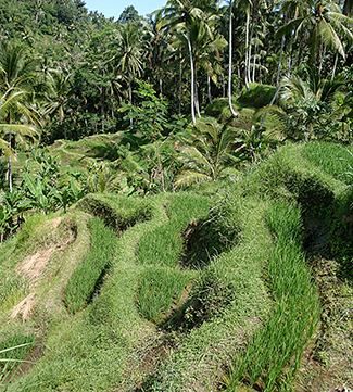 Walking paths through rice paddies