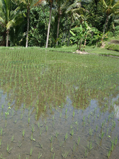 Azolla ferns and rice plants growing together in water