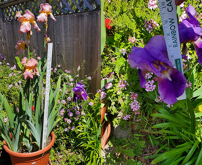 Bearded irises and flowers in home garden