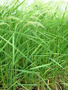 Close-up view of rice plants in the mid-growth stage