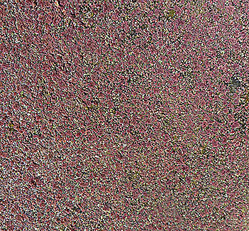 An aerial view of large crop of Azolla ferns that have turned red due to sunlight exposure