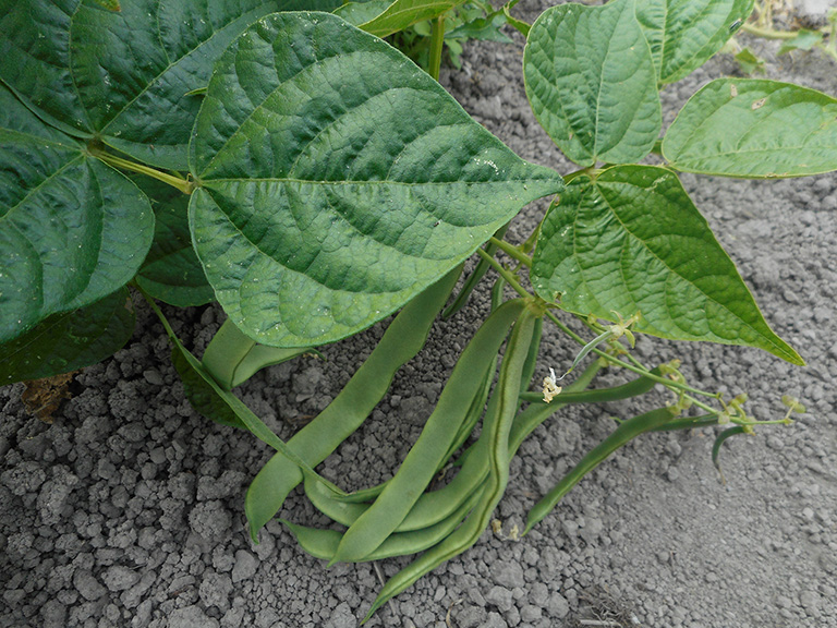 Close up of 8 beans and the leaves on the vine that they are growing on.