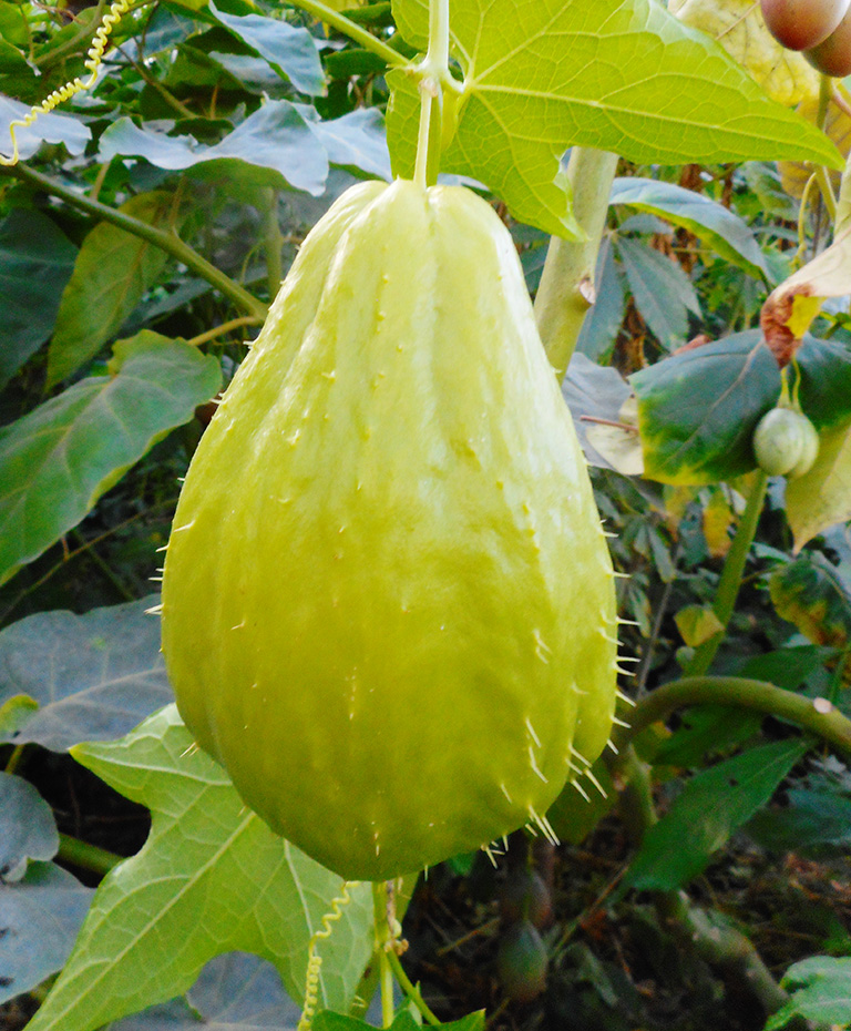 Close up of a chayote (a type of squash)