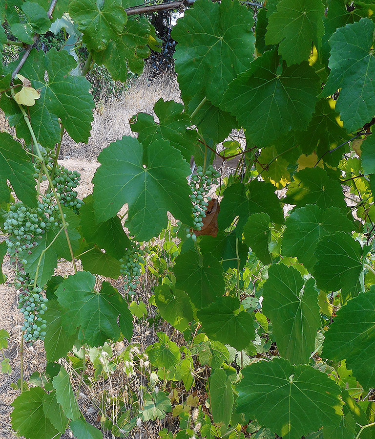 Grapes on vines with big leaves