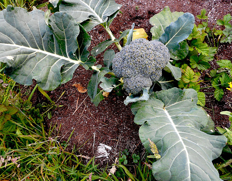 Broccoli plant, flower and leaves in ground