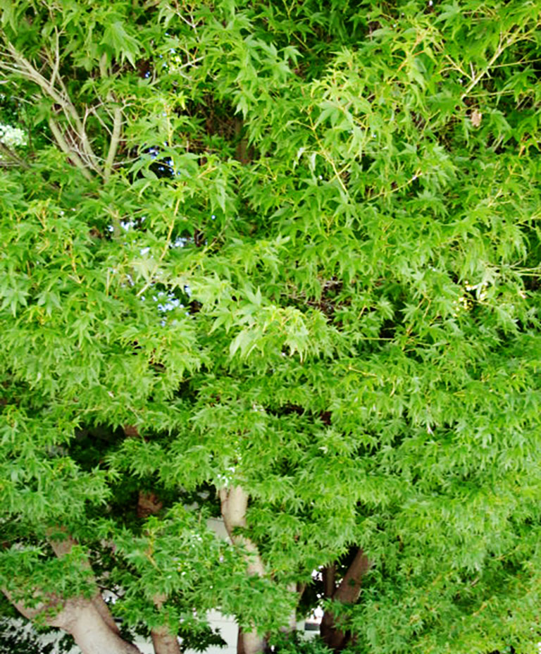 A pair of arms reaching up to a large Japanese Maple tree which is much taller than the human.