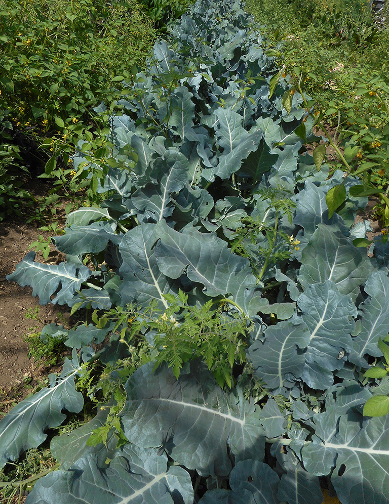 A close up photo of a large and heatlhy kale plant in a home garden.