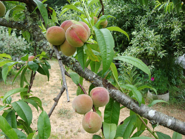 Close up of peaches in tree