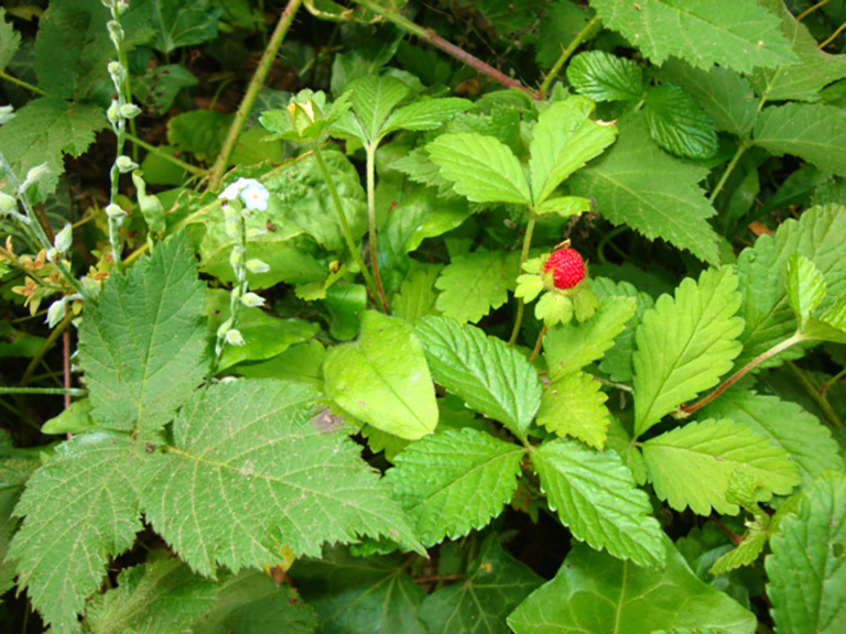 Strawberry and leaves on plant