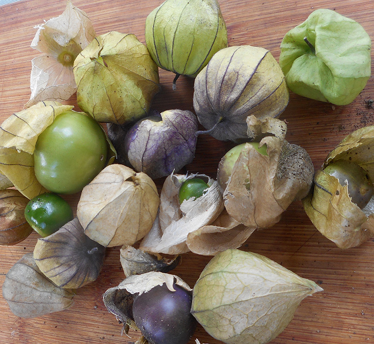 Fresh tomatillos