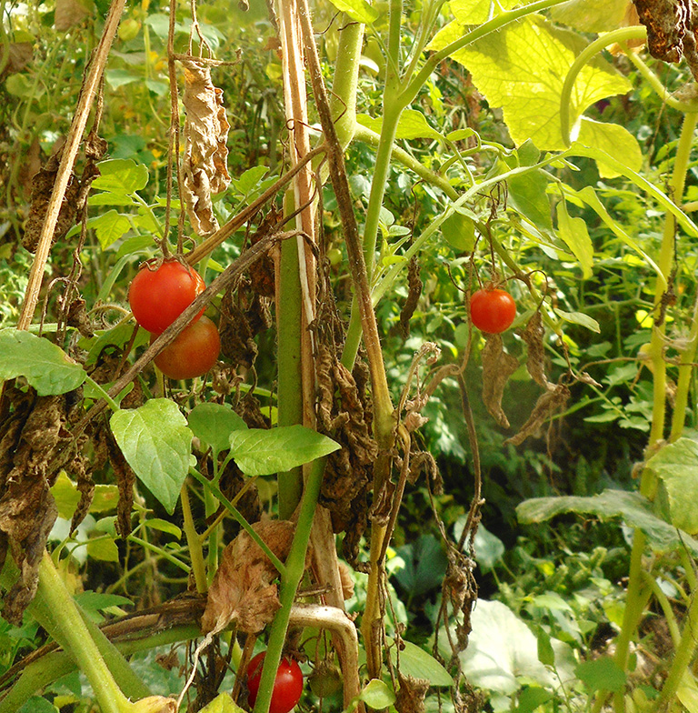 Tomatoes plants 