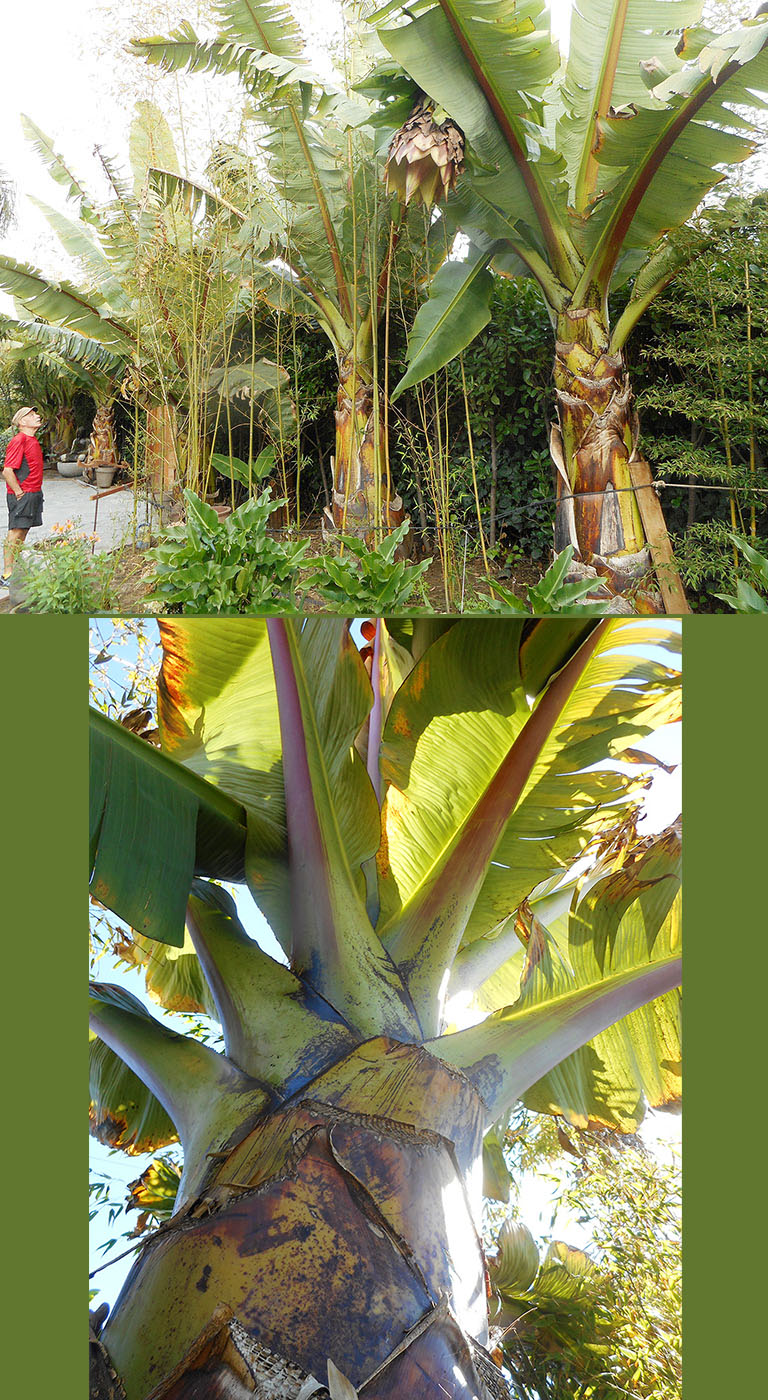 2 photos: 1) 3 banana trees and a person looking at them who is about 1/3 of the height of the banana trees.
2) Close up of banana tree trunk and foliage. 