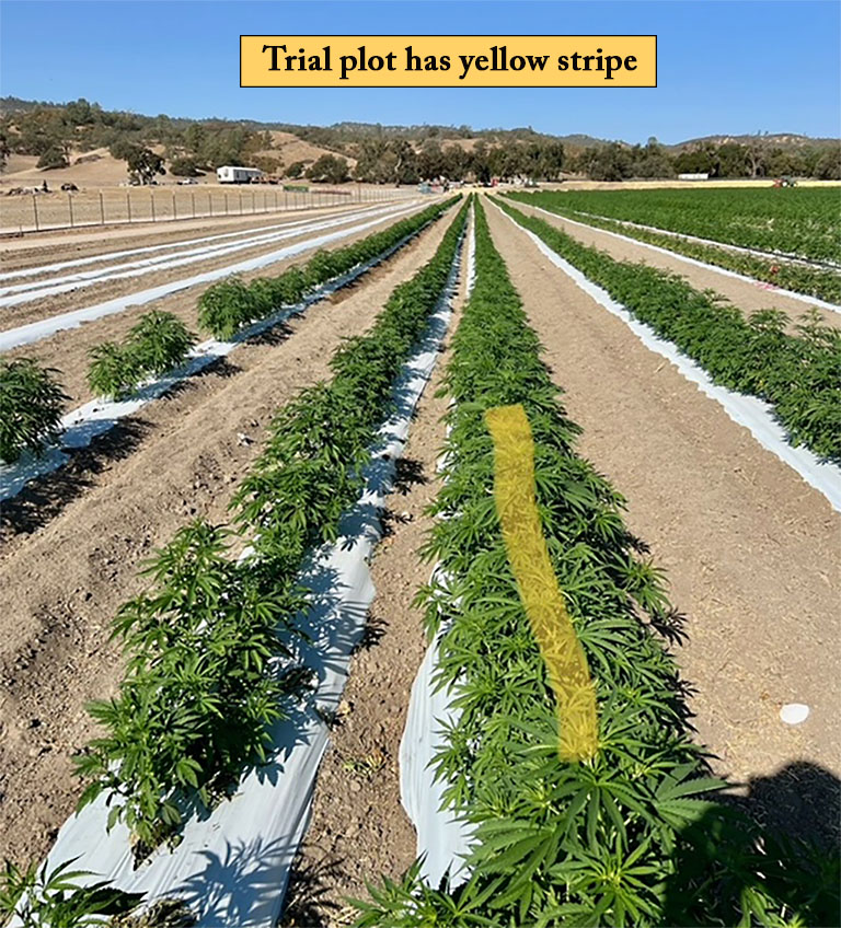 Rows of cannabis plants; the crops in the row fertilized with Mineral Max are larger, greener, and more robust