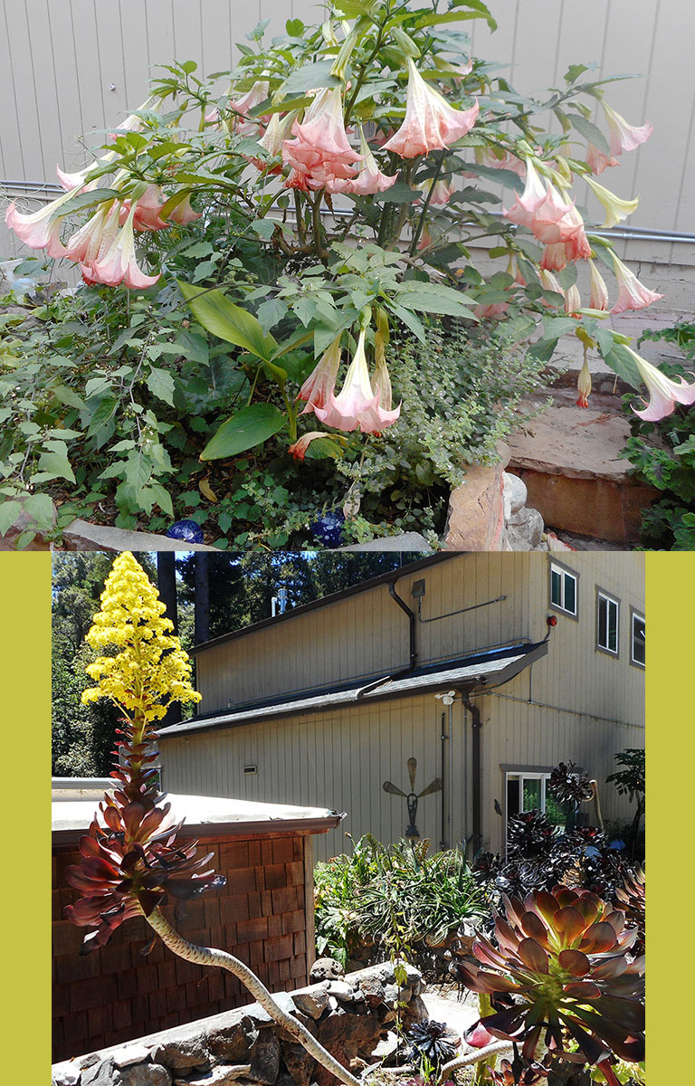 2 photos: top is a flowering trumpet plant with pink trumpet-like flowers. The bottom photo is an Aeonium succulent sporting a tall, yellow flower