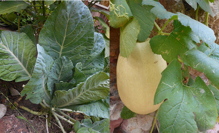 Close-up photo of a spaghetti squash nest to a close-up photo of a tree collard.