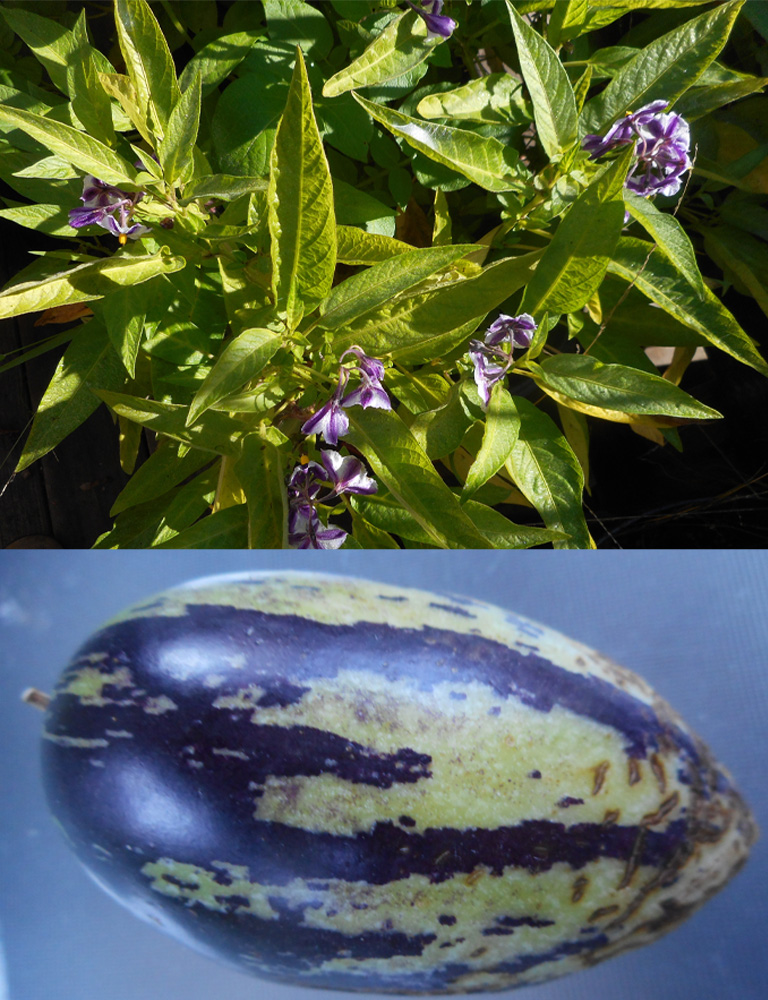 Two close-up photos of a Pepino Melón and another photo of a Pepino Melón bush