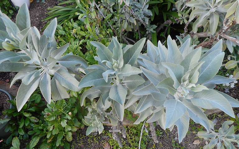 Close up photo of White sage plants