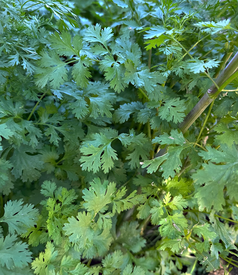 Close up of cilantro that was fertilized with Mineral MAX AG growing in a home garden.