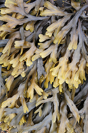 Icelandic kelp in shades of yellow, tan, gray