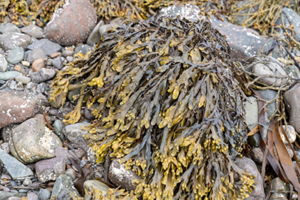 Close up of Icelandic kelp on rocks at Ytri Tunga beach in Iceland