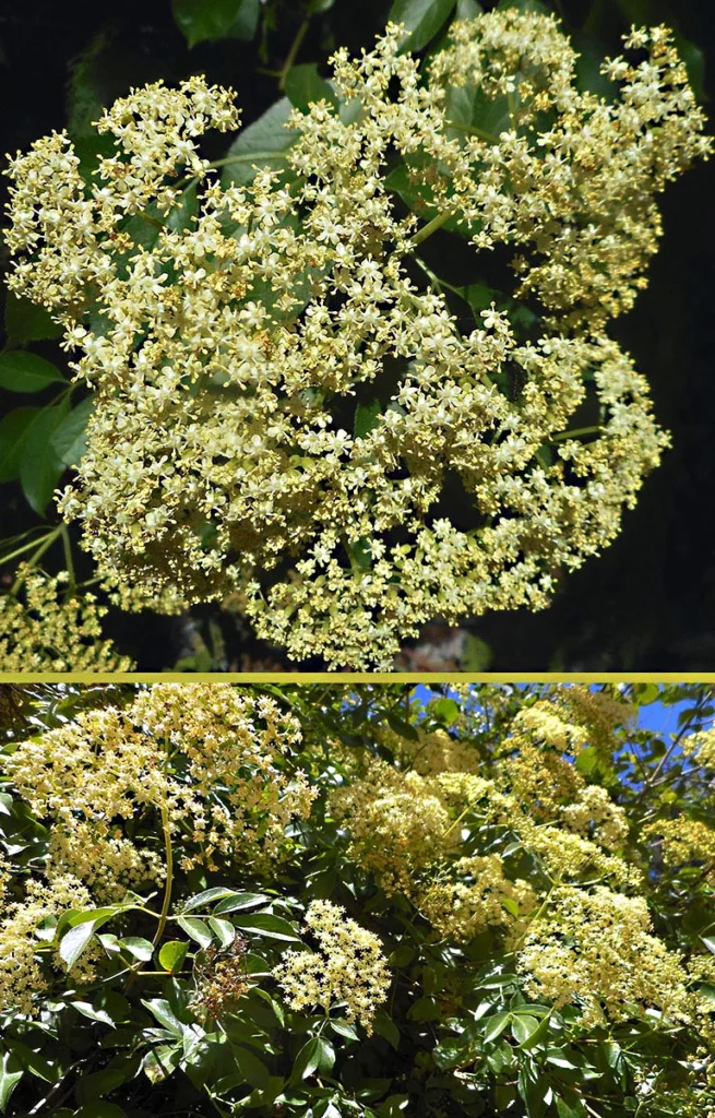 A close-up photo of an elderberry flowering cluster on top and a photo of several clusters on the tree.