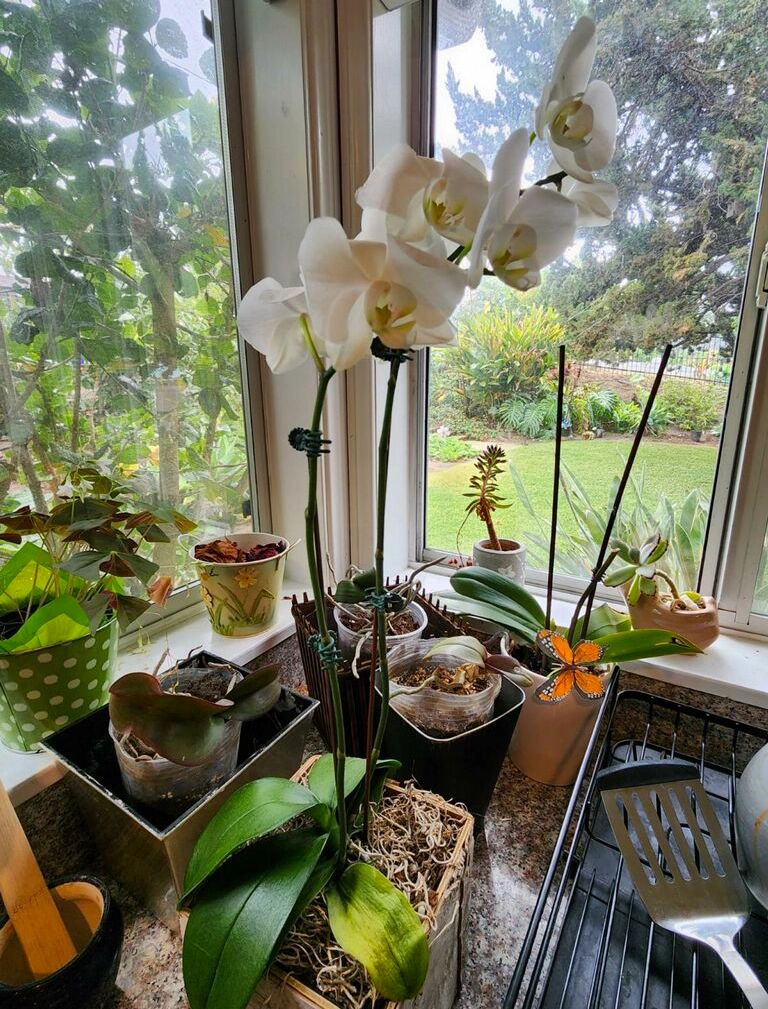 Three pinkish-white irises growing in a container inside  a small structure with a lot of windows