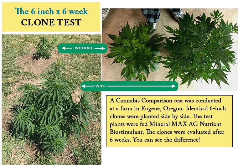 Cannabis clones from the 6 inch x 6 weeks cannabis test. The plants that were fed Mineral Max Nutrient Biostimulant are much larger and more lush than the control group plant that was not fed Mineral MAX AG.