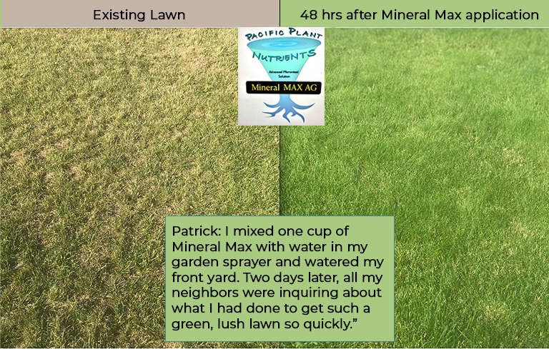 A before and after (48 hours after one Mineral MAX AG application) on a residential lawn.