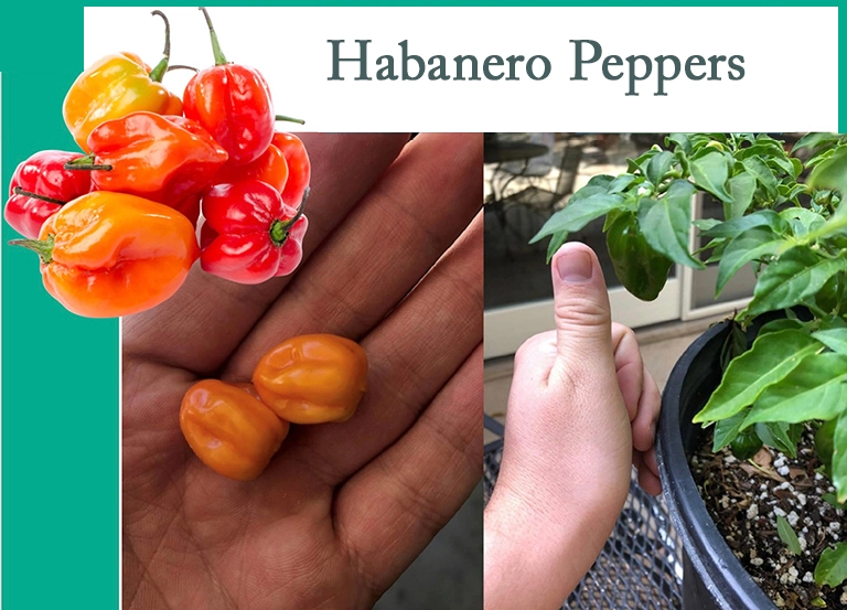 Habanero peppers  held IN a farmer's hand. The larger habaneros were fertilized with Mineral MAX AG and the much smaller ones were not.