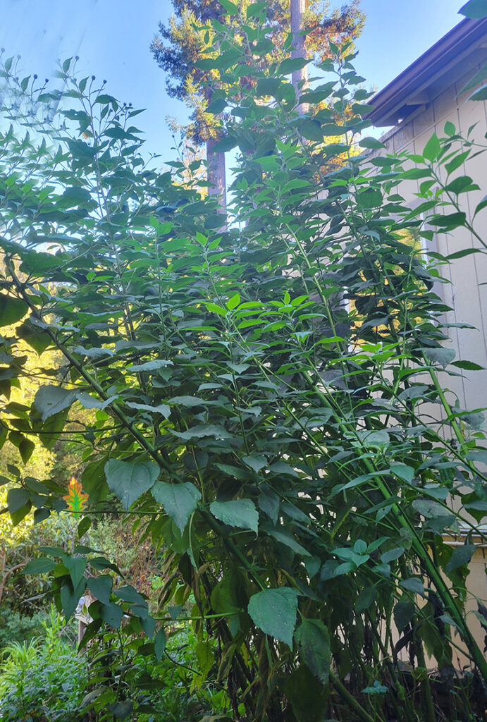 Tall Jerusalem artichoke plant in a garden bed. 