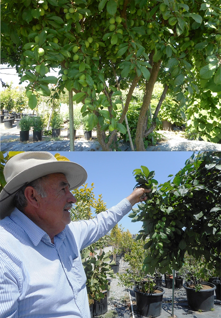 Pablo of Capulin Nursery with Capulin Tree nursery photos