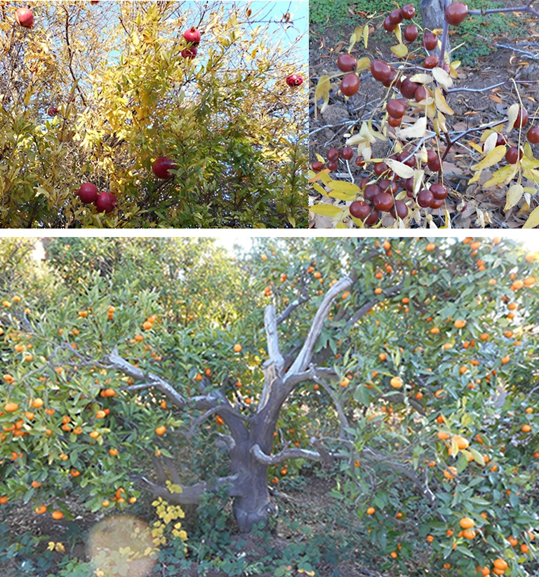 fruit tress
