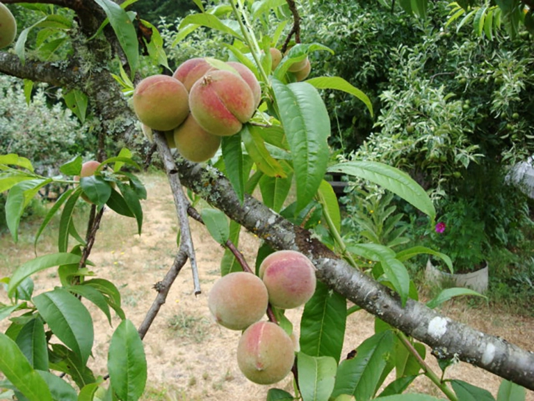Corralitos Peach Trees Peach tree