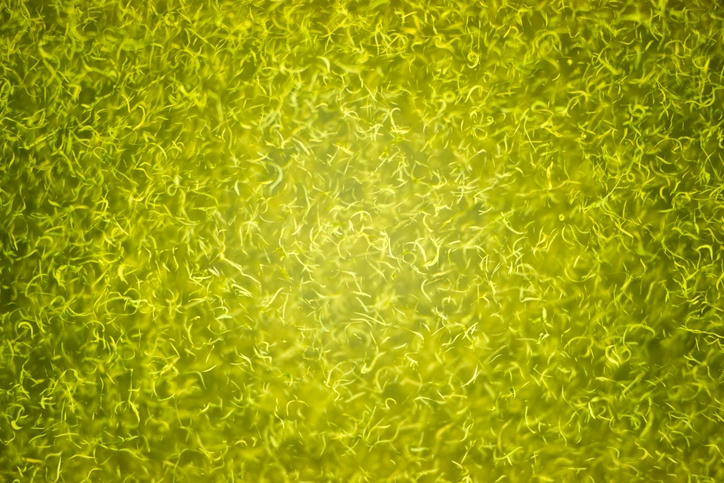 algae in habitat