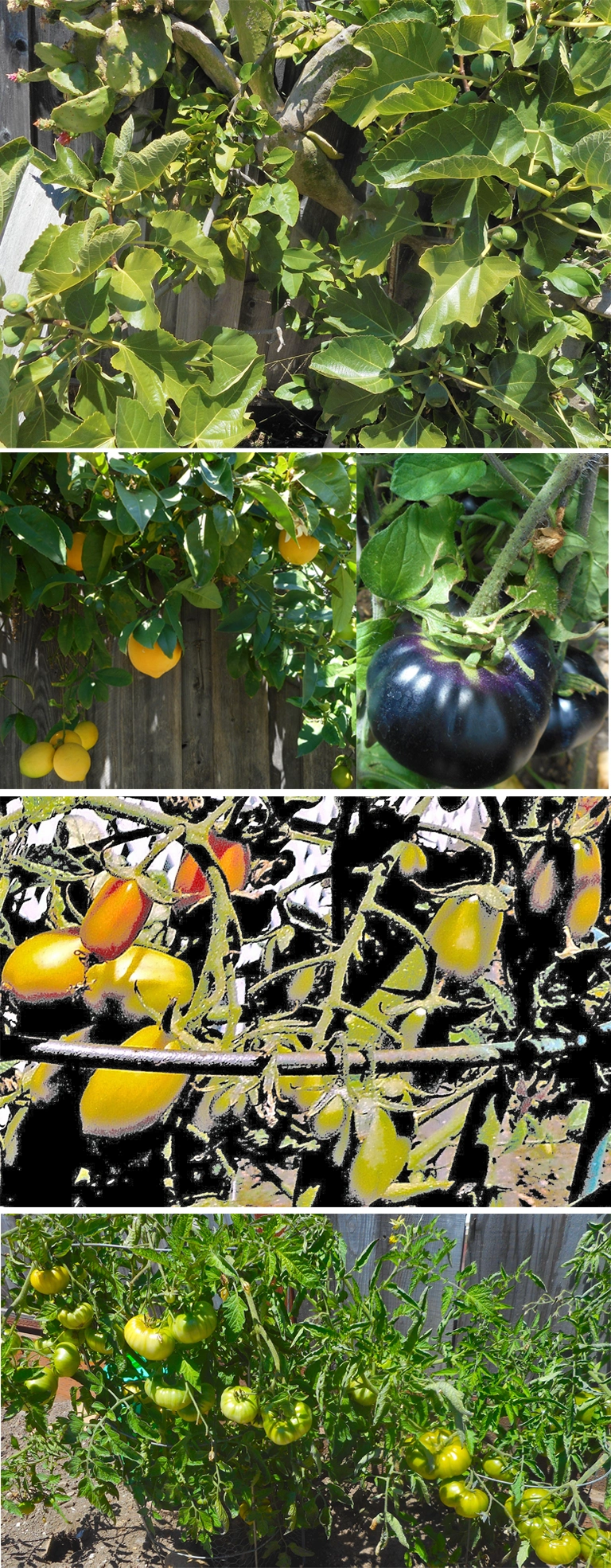 Garden Bounty in Live Oak, CA Garden bounty